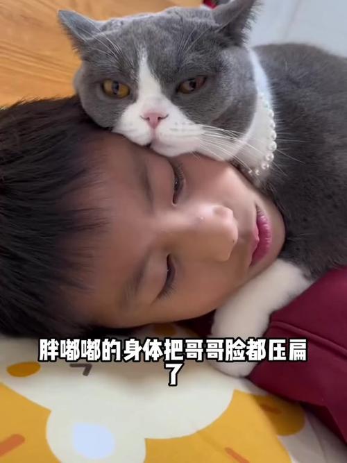 泡芙小猫咪视频图标