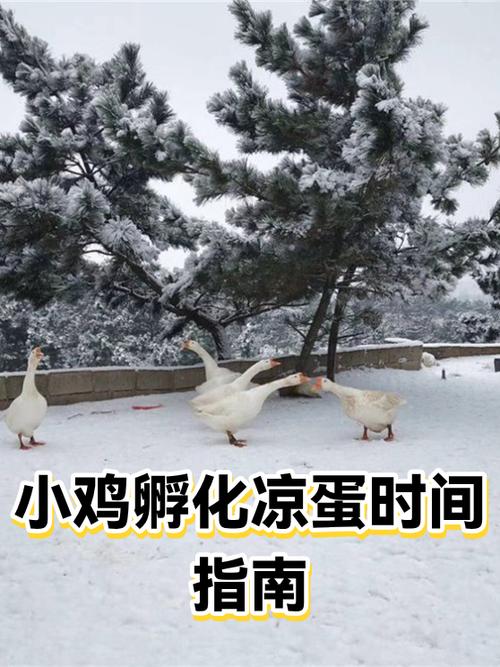 孵小鸡凉蛋在第几天