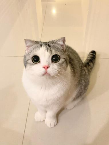 猫咪泡芙视频图标