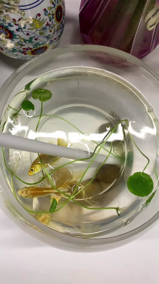 用吸管给金鱼吹气图标