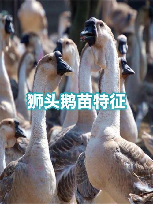 狮头鹅苗价格查询 游戏截图