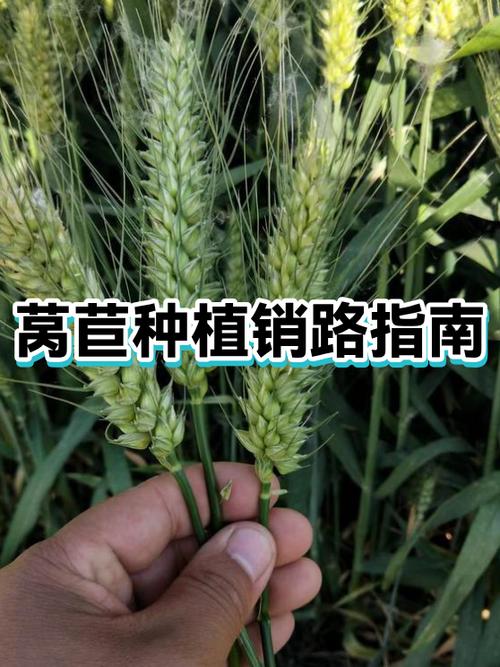 有机蔬菜销路通 游戏截图