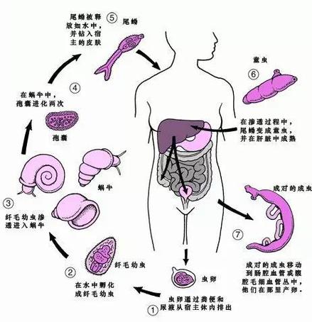体内寄生虫游戏手机版怎么下图标