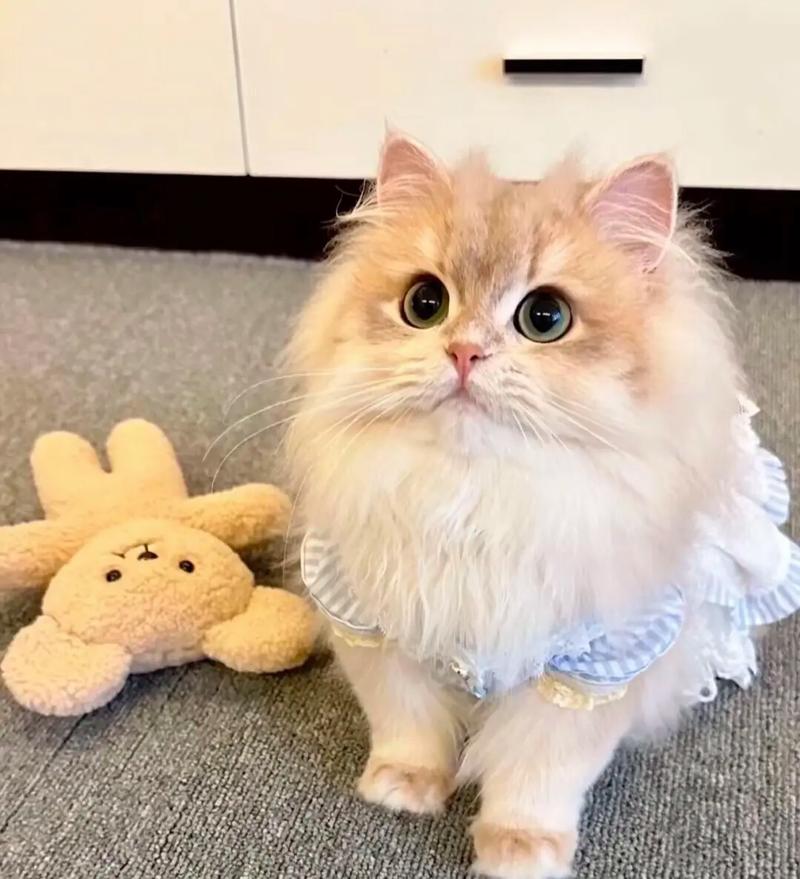泡芙猫咪的视频截图