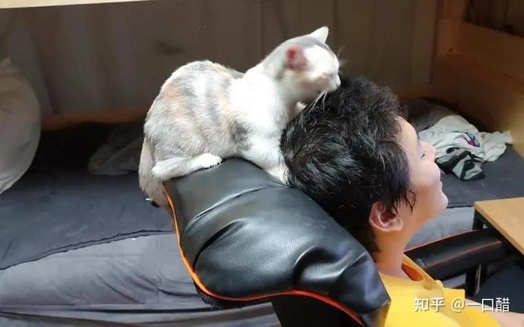 猫趴在按摩店暗示什么游戏截图