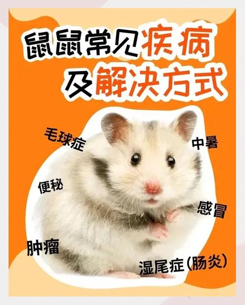 仓鼠的寿命是多长截图