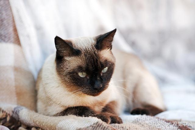 王泡芙猫咪的视频全集游戏截图