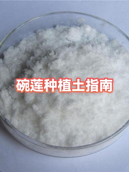 种碗莲需要泥土吗