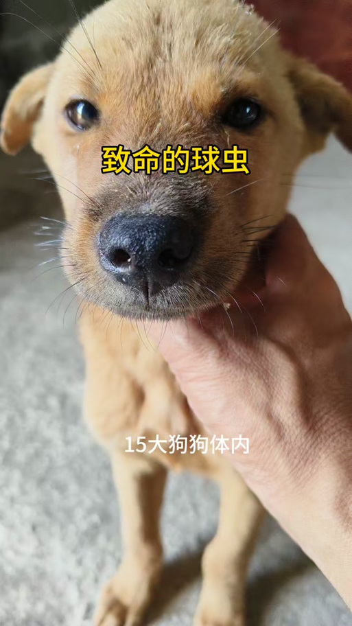 体内寄生虫2手机版下载链接图标
