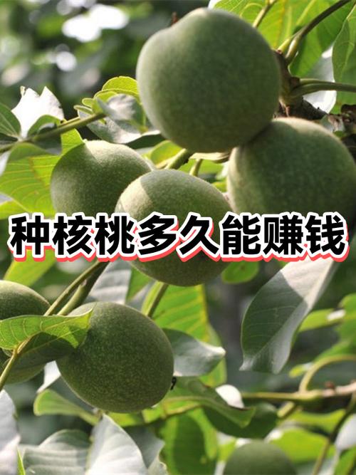 种核桃赚钱吗游戏截图
