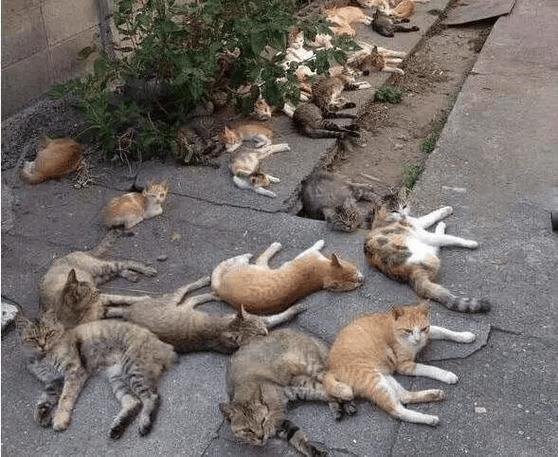 千万不能心软投喂流浪猫