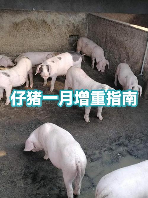 减肥可以一个月增肥吗