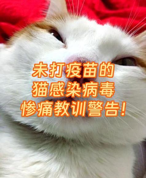 猫身上有毒吗病毒吗