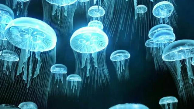 视频水母图标