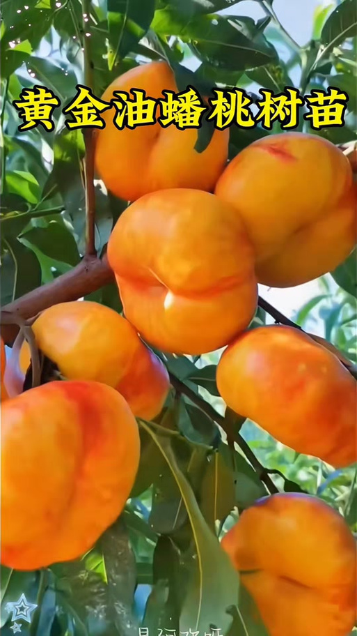 油蟠桃最好品种游戏截图
