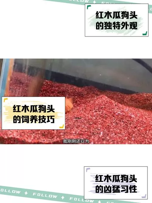 红木瓜狗头图标